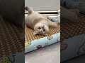 My Cat Refuses to Sleep Anywhere Else 😭🐈#cat #catlife #catvideos #shorts