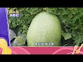 【預告】西瓜鑑定師！月賺30萬 完勝上班族！ ⁨ @NewTaiwanexperience      #新台灣大體驗