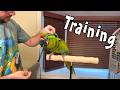 Training a Great Green Macaw