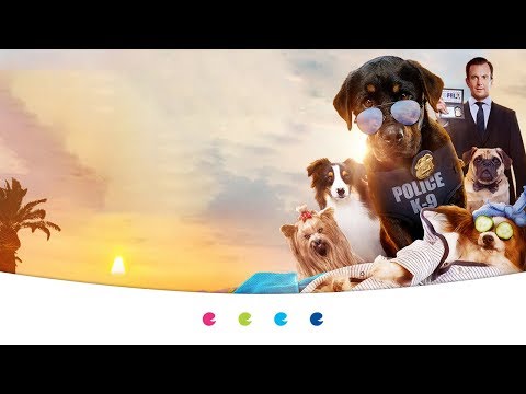 Video: Մագը կախարդական հնարքներ է կատարում ապաստարան շների համար `որդեգրությունները մեծացնելու համար
