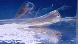 テンガイハタ【日本海産】 | 海水魚図鑑（過去入荷）,海水魚,その他
