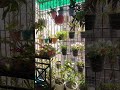 Decorate balcony garden #flowers #decoration #plantlove