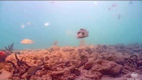 Microsoft/MATE Cloud Computing Competition Round 3: Robo-Tech Rangers Demonstration Video 2021