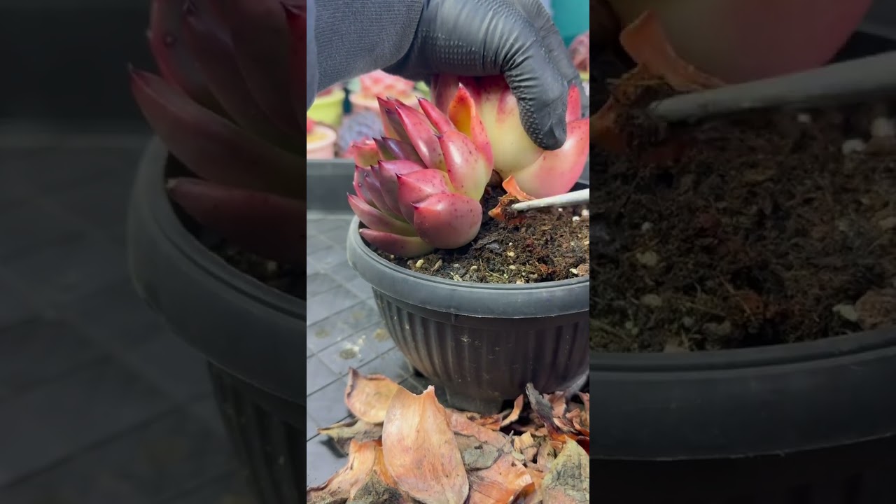 Beautiful Succulent Arrangement Ideas | Aesthetic & Beginner-Friendly