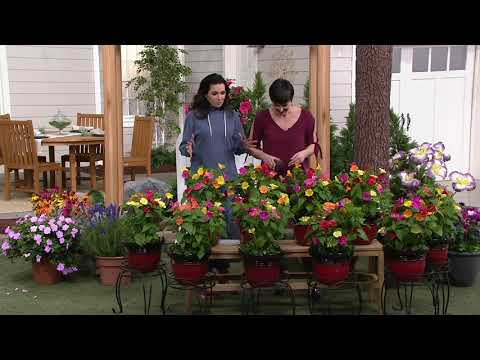 Cottage Farms 10 Piece Multi Colored Fragrant Four O Clocks On QVC