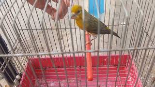 هجين طائر الفلاق بكروازي مع أنثى كناريHybrid red crossbill with a female canary720p