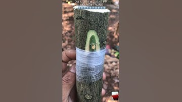 Ghép cải tạo Bưởi Ruby