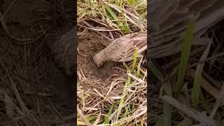 Pipit Bird Small Babies P 1