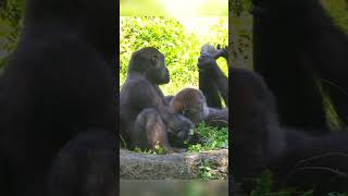 Shabani feels so much pressure eating  while Tayari and Jabali keep staring at him#gorilla #fypシ