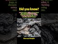 How Soldiers Use Trash to Hide From Drones #history #shorts