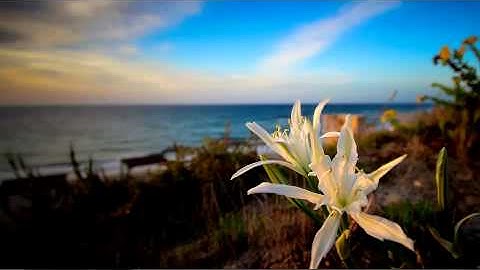 Simple Parallax Slideshow | After Efects Project Files