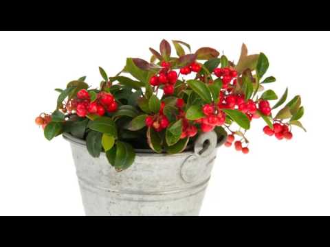 Amazing Herbs -