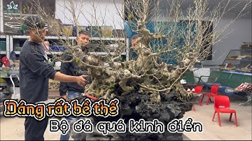 Hướng dẫn cách ủ rễ cho cây mới lên đá- Định hình tay cành