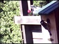 Birdcam_2010-05-14_11-08-20_cam2.wmv