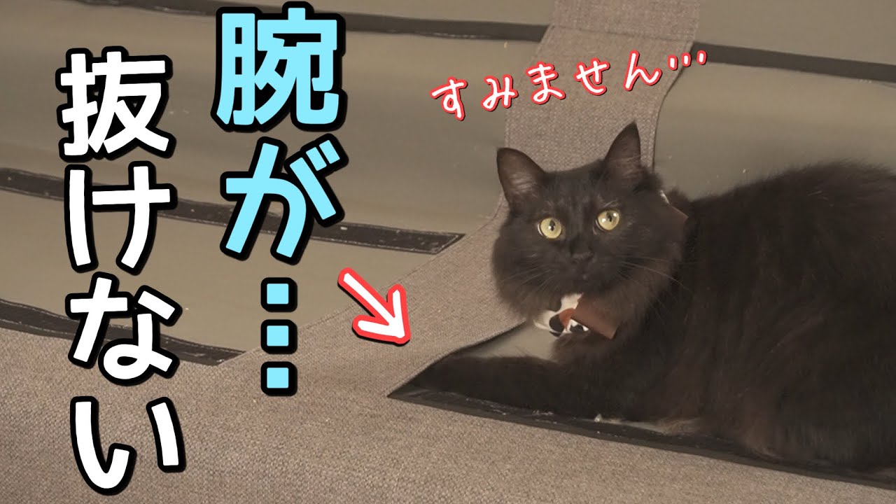 大ピンチ！模様替えの邪魔をした猫にバチが当たった【冬の家事ルーティン】