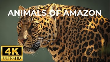 Amazon 4K - The World’s Largest Tropical Rainforest - Relaxing Piano with Nature Sounds