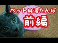 【ロシアンブルー】ペット用湯たんぽレビュー前編【russianblue】