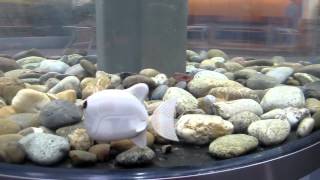 Autonomer Roboterfisch Simus-Tiefgang