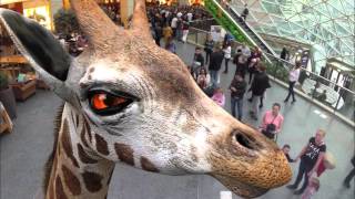 Augmented Reality Zoo Campaign - Client Visa