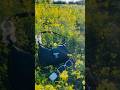 کی ها ای صدا ره دوست دارن Nuture Birds Shortvideo Youtube 