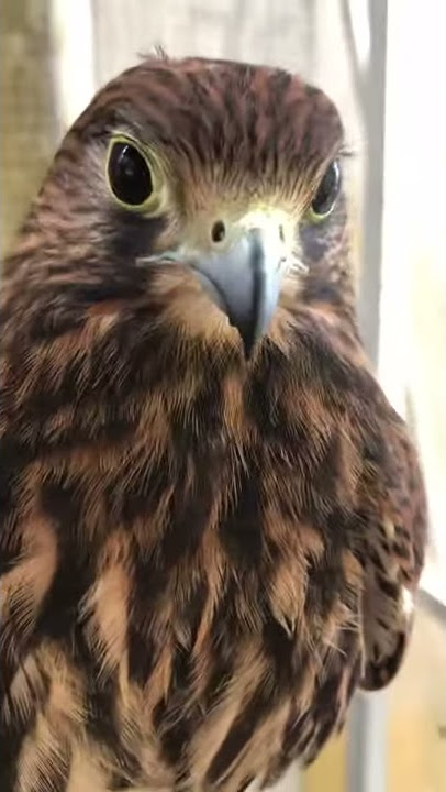 Suara alap alap kestrel