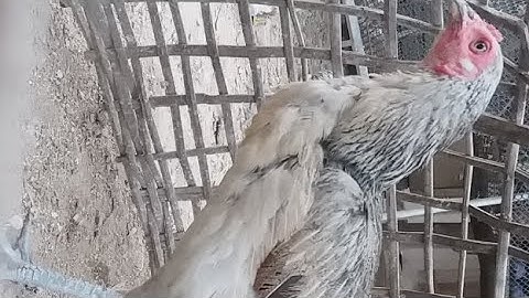 Kho Qaib Mob Caj Pas Thiab Hawb Pob 23/5/2021