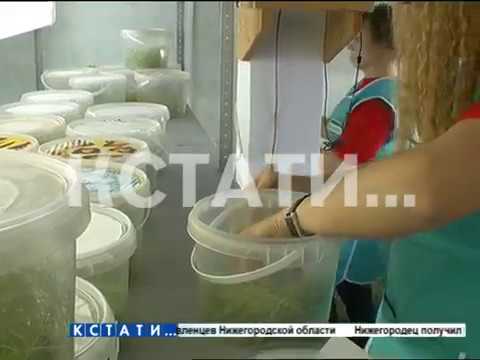 Video: Горковский совхозу (Нижний Новгород): тарыхы, сүрөттөлүшү, продуктылары