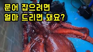 동해안에서 문어잡으려면 어부에게 줘야하는 비용과 30키로 문어를 잡은 문어 채비 비법 공개!!!