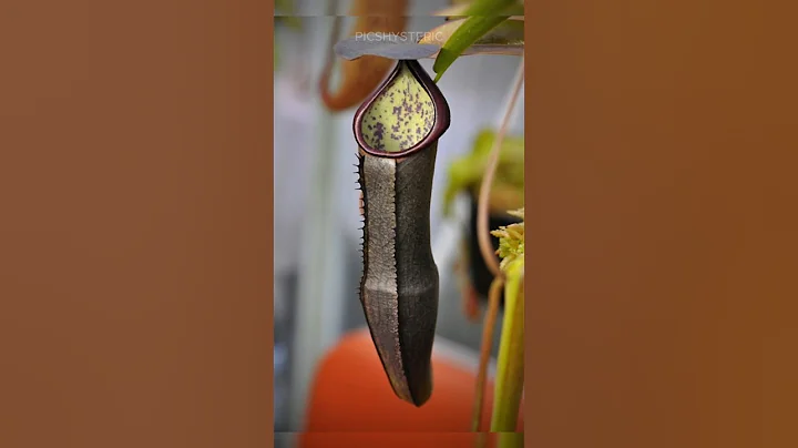 Rare Photos That Broke The Internet Part 14