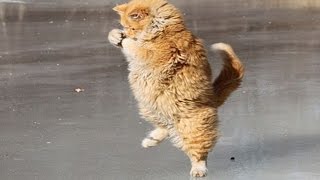 Funny Cats on ICE | Ice Skating Cats Compilation Resimi