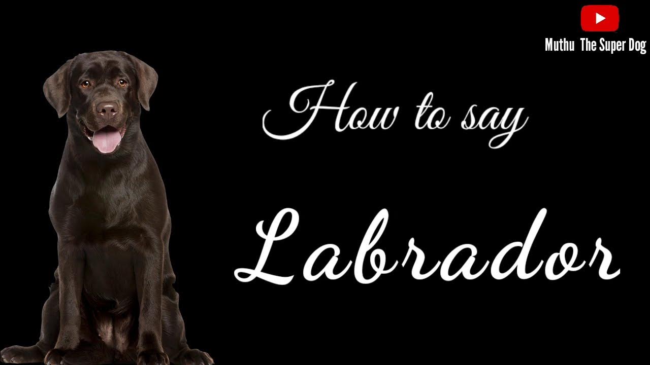 How to pronounce Labrador Retriever Dog Breed Names YouTube