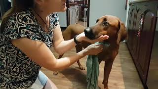 Cleaning and Dressing a Dog's Ear Wound: Willow's Cooperative Care by Zurison 2,310 views 5 years ago 3 minutes, 20 seconds