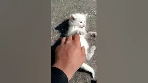 Watch the video about White Persian Kitten ❤️ #kittycats Vlog #awwanimals #catvideos #persiancat #cutecat #cat