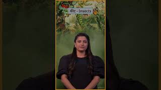 INSECTS | Indian Sign Language | ISH Shiksha