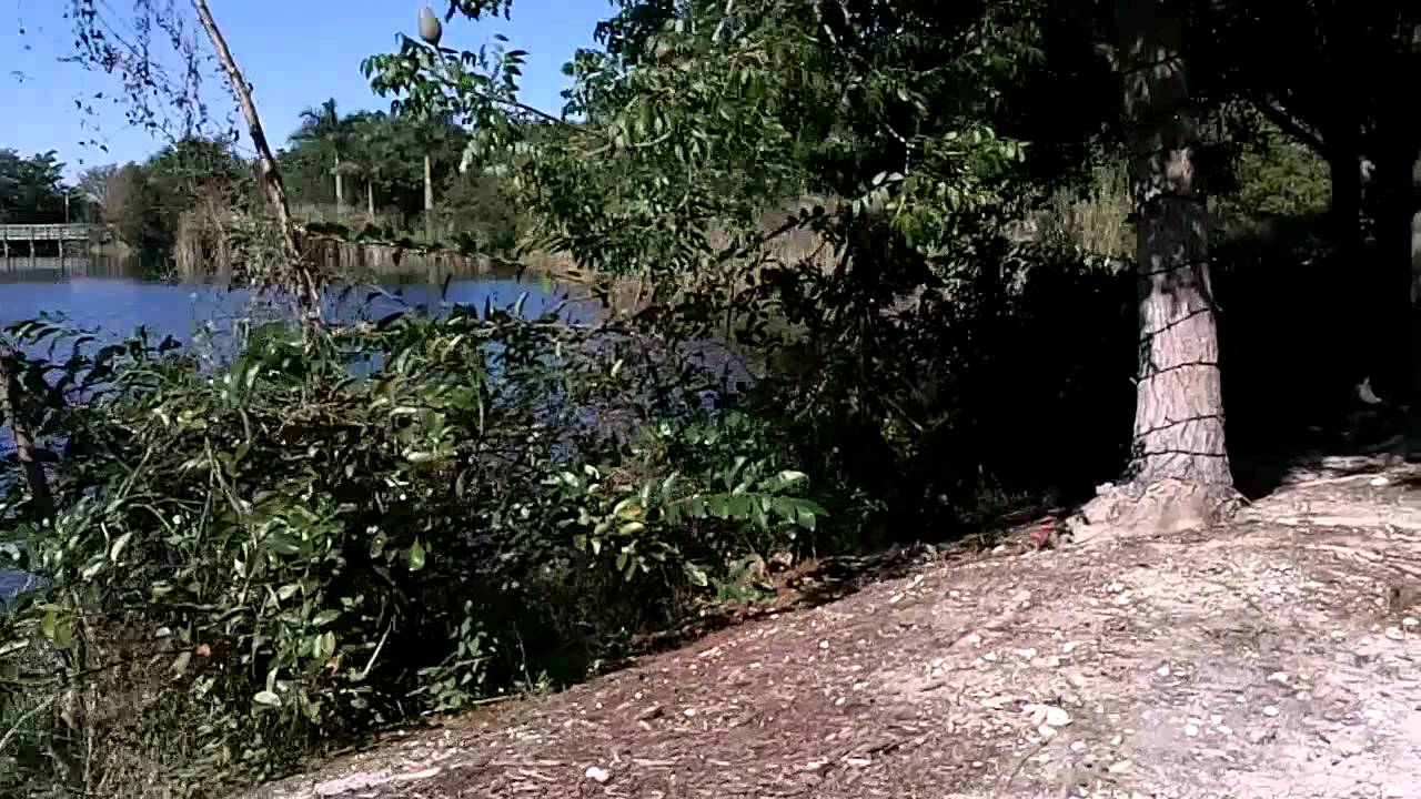 train ride at lakes park in fort myers, florida - youtube