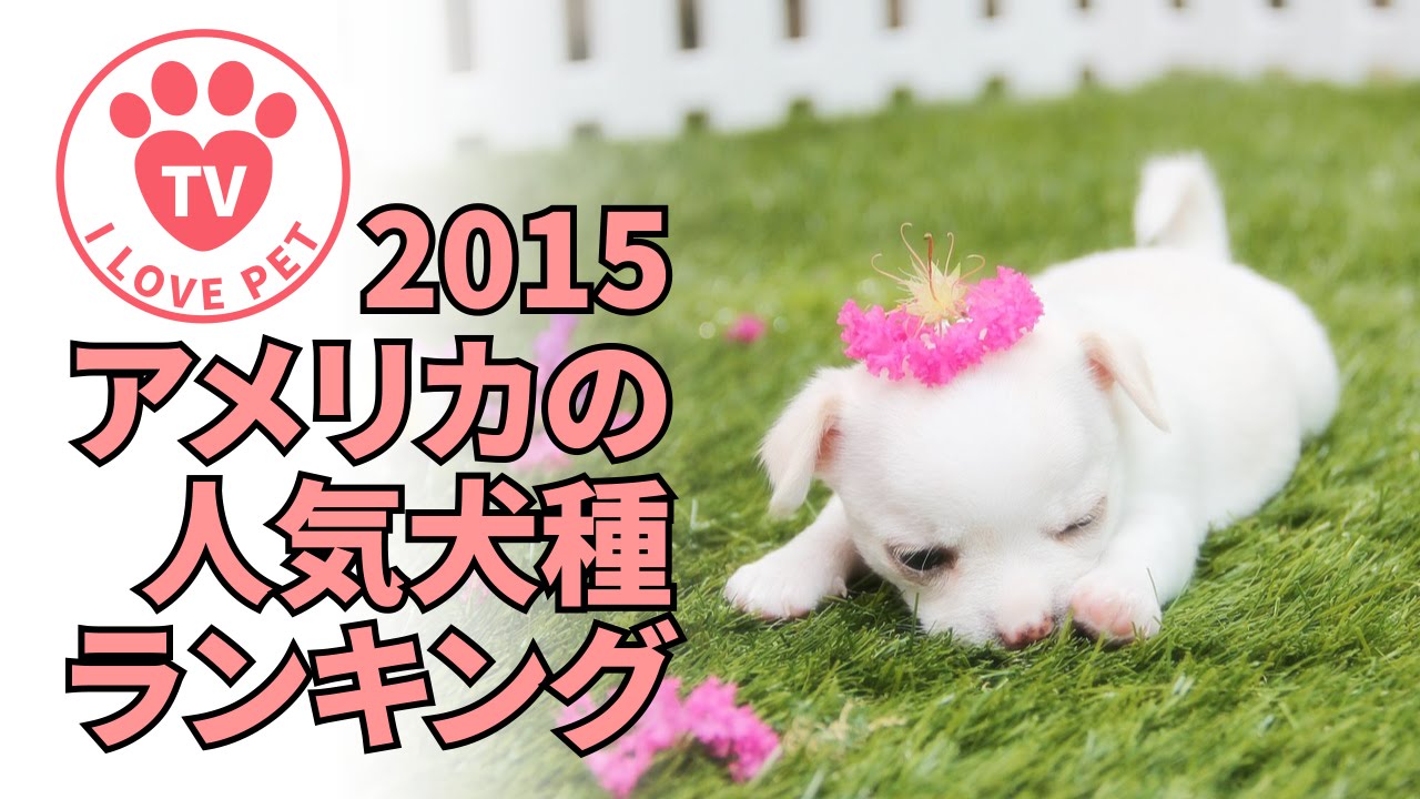 ペット情報通 1 15アメリカの人気犬種ランキング 可愛さに胸キュン Youtube