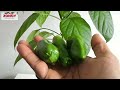 FINAL FRUIT PICKING REDSKIN PEPPERS