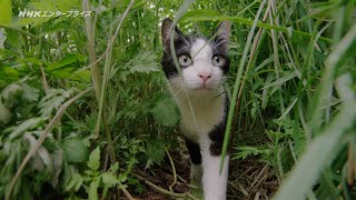 劇場版 岩合光昭の世界ネコ歩き あるがままに、水と大地のネコ家族 PR動画