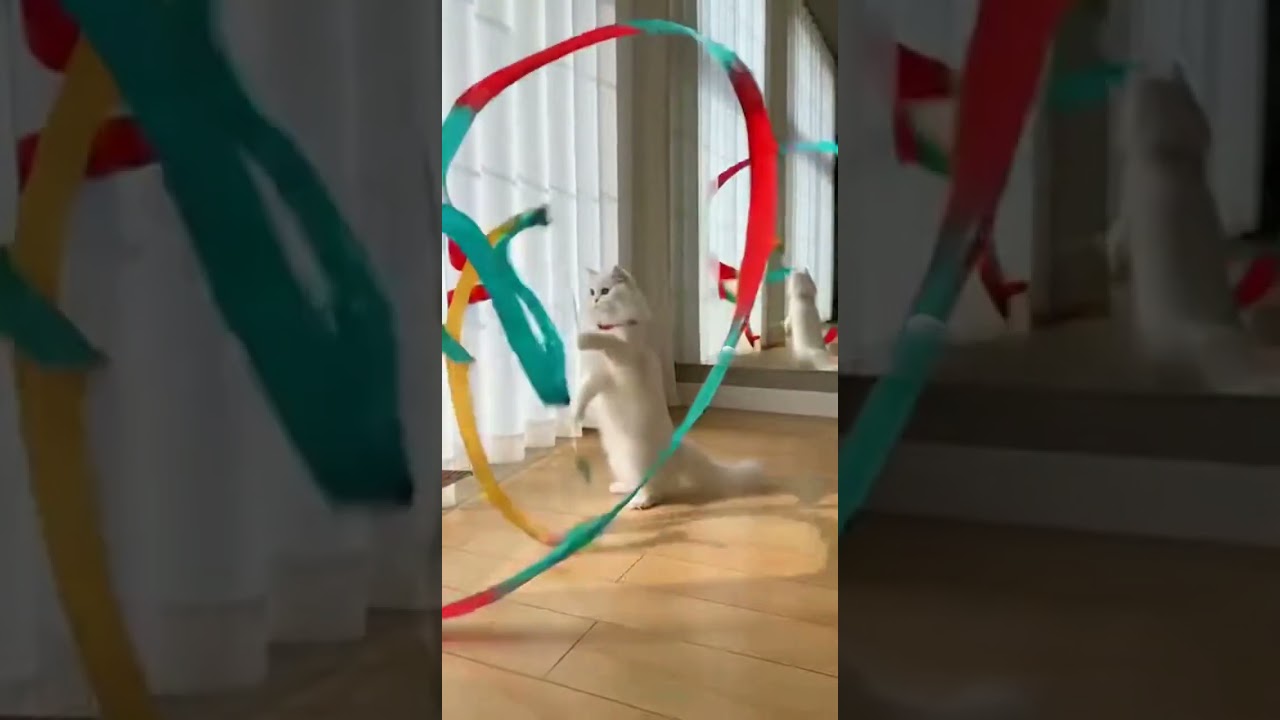 Energetic Cat vs Ribbon Toy 🐱😂 | Viral Cat Playtime