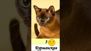 Топ-5 самых умных кошек в мире☺ #кошки #породы_кошек
