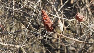 Hermit Thrushes Feed on Sumac