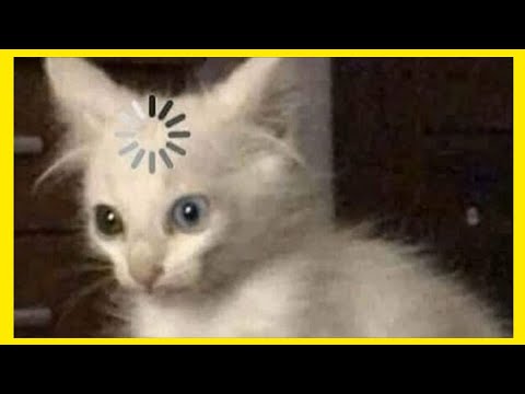 little-kitten-my-favorite-cat-compilation,-funny-cat-video