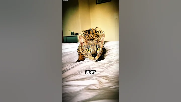 Watch the video about Surprising fact about Serval cats #ServalCat #WildCatFacts #AmazingAnimals #ExoticCats #ServalLove