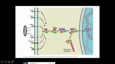 Canonical NF-KB pathway  | NF-KB Pathway | Classical NF-KB Pathway: Mechanism of Signal Transduction