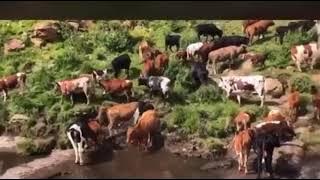 Abavive omalume🐄🐄🐄