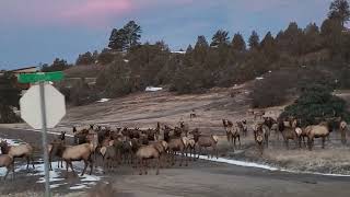 Christmas Morning Traffic Jam 😲