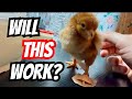 One of Our Baby Chicks Has A Problem…
