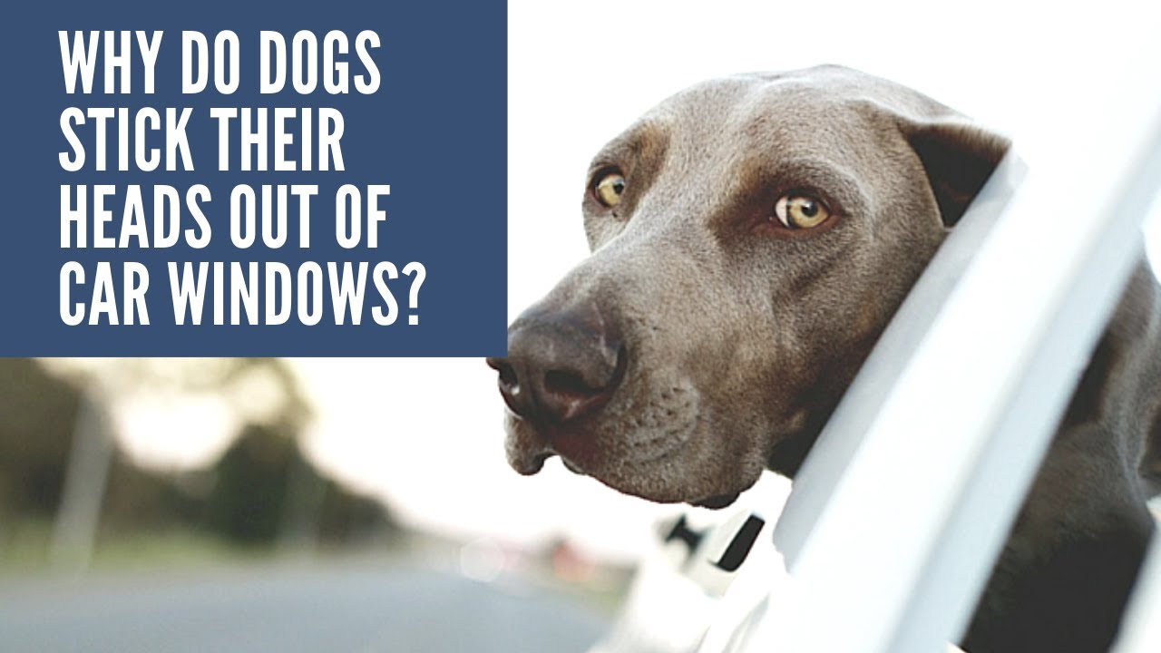 Why Do Dogs Stick Their Heads Out of Car Windows? YouTube