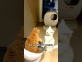 Are Some Cats *Born* Independent? The Truth Revealed! #Shorts