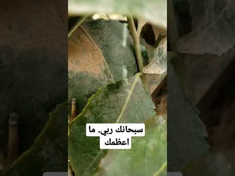 سبحانك ربي ما أعظمك سبحان من الدع وسبحان من خلق